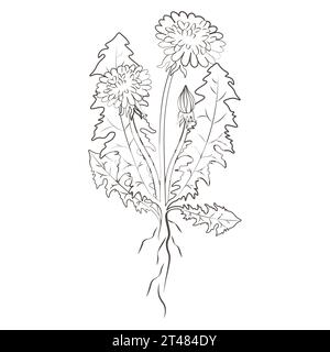 Plantes médicinales pissenlit dessin à la main vecteur fond transparent Illustration de Vecteur