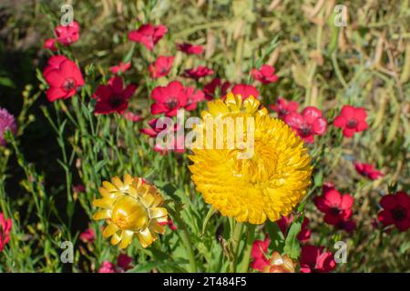 Bractée de gros plan jaune immortelle. Fleurs séchées Banque D'Images