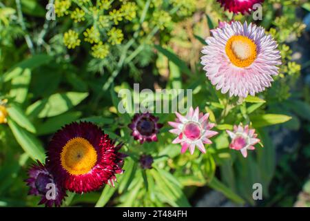 La bractée du gros plan rose immortelle. Fleurs séchées Banque D'Images