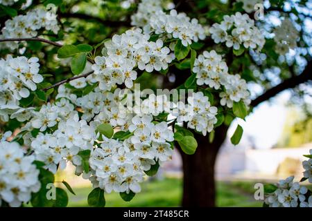 Belles branches de poirier en fleurs avec des fleurs blanches avec une abeille sur ses pétales poussant dans un jardin. Fond de nature de printemps. Banque D'Images