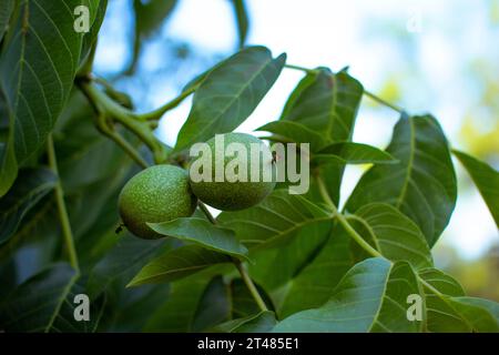 Noix vertes fraîches poussant sur une branche d'arbre dans un jardin. Arrière-plan de la nature. Banque D'Images