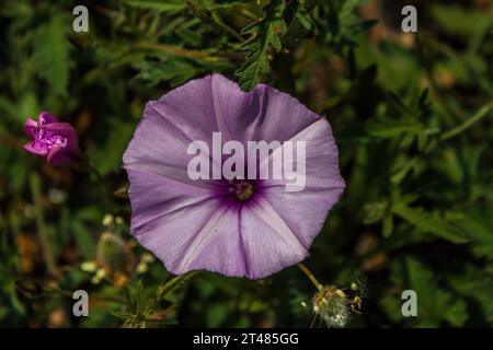 image en gros plan d'en haut d'une fleur de lilas solitaire parmi les herbes à la lumière du soleil par une journée lumineuse Banque D'Images