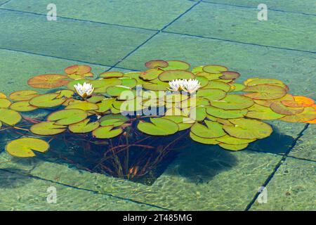 The Lily Pond dans la zone Paradise Garden du Weston Walled Garden dans les jardins RHS Bridgewater, Worsley, Salford, Greater Manchester, UK Banque D'Images