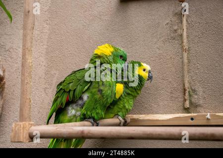 Blue Green Conure oiseaux câlin dans l'exposition de zoo. Photo de haute qualité Banque D'Images