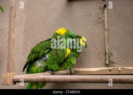 Blue Green Conure oiseaux câlin dans l'exposition de zoo. Photo de haute qualité Banque D'Images