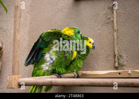 Blue Green Conure oiseaux câlin dans l'exposition de zoo. Photo de haute qualité Banque D'Images