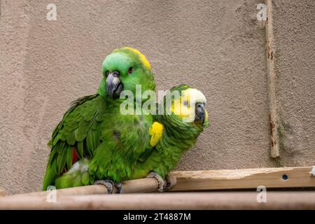 Blue Green Conure oiseaux câlin dans l'exposition de zoo. Photo de haute qualité Banque D'Images