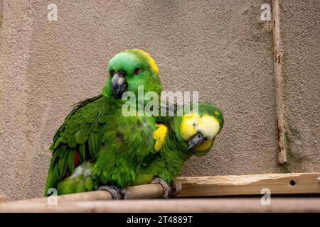 Blue Green Conure oiseaux câlin dans l'exposition de zoo. Photo de haute qualité Banque D'Images