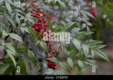 Nandina domestica (nandina, bambou céleste ou bambou sacré), une espèce de plante à fleurs de la famille des Berberidaceae Banque D'Images