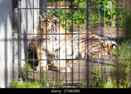Bébé amour tigre derrière des clôtures, vivant en captivité - été Banque D'Images