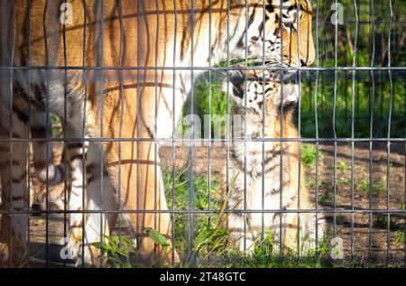 Bébé amour tigre derrière des clôtures, vivant en captivité - été Banque D'Images