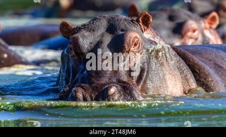 Hippopotames gros taureau face à face closeup un animal sauvage dangereux ensemble dans la réserve de parc de trou d'eau. Banque D'Images