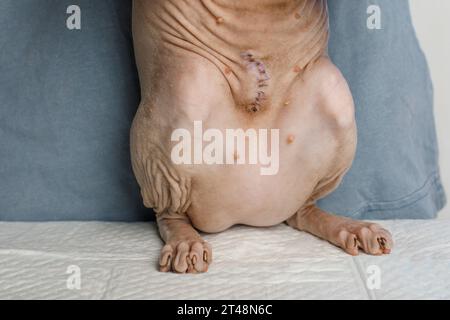 Gros plan de l'estomac du Sphynx canadien. Cicatrice de suture après stérilisation Banque D'Images