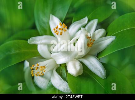 Bouquet de fleurs et de bourgeons orangés blancs. Calamondin fleur sur le fond de jardin texturé flou. Banque D'Images