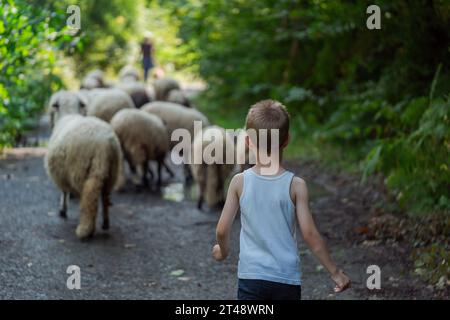 Petit garçon en uniforme de jardinier nourrissant les moutons avec de l'herbe fraîche dans une ferme de moutons. Photo de haute qualité Banque D'Images