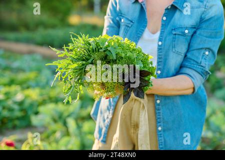 Verts, herbes épicées dans les mains de la femme gros plan dans le potager, ferme Banque D'Images