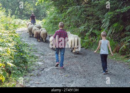 Petit garçon en uniforme de jardinier nourrissant les moutons avec de l'herbe fraîche dans une ferme de moutons. Photo de haute qualité Banque D'Images