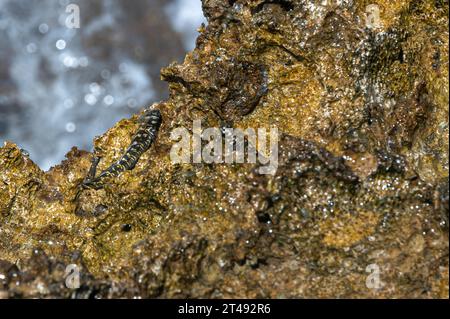 Rockskipper également connu sous le nom de combtooth Blenny, reposant sur des rochers sur l'île Ilot Sancho, Bel ombre, Maurice Banque D'Images