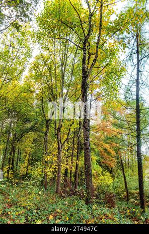 Canopée aérienne de feuilles d'arbres à feuilles caduques changeant de couleur en automne - la Ribaloche, Indre-et-Loire (37), France. Banque D'Images