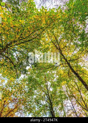 Canopée aérienne de feuilles d'arbres à feuilles caduques changeant de couleur en automne - la Ribaloche, Indre-et-Loire (37), France. Banque D'Images