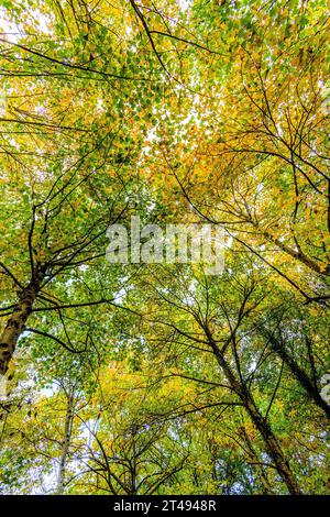 Canopée aérienne de feuilles d'arbres à feuilles caduques changeant de couleur en automne - la Ribaloche, Indre-et-Loire (37), France. Banque D'Images