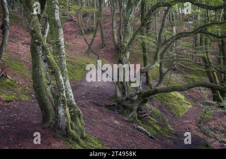 Belle forêt dans la région de Rebild Bakker dans le Jutland, Danemark Banque D'Images