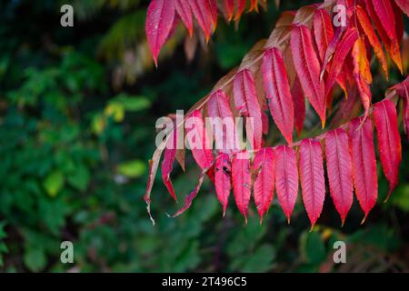 Feuilles de sumac rouge en straghorn mûrissant en automne, branche isolée. Banque D'Images