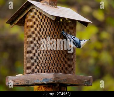 Sur des oiseaux mangeoire pour oiseaux Banque D'Images