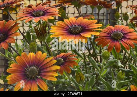 Flores naranjas Margaritas Banque D'Images