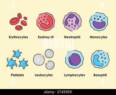 Icônes de couleur des cellules sanguines définies. Globules blancs, érythrocytes, plaquettes dans les vaisseaux sanguins. Illustration isolée vectorielle. Illustration de Vecteur