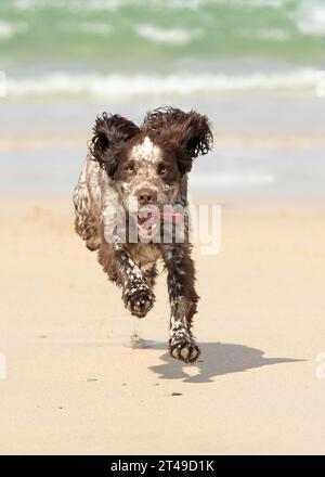 cocker spaniel courant à travers la plage Banque D'Images