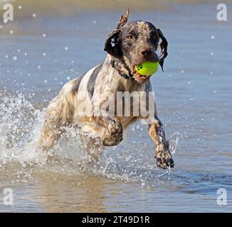 cocker spaniel courant dans les vagues à la plage. royaume-uni Banque D'Images