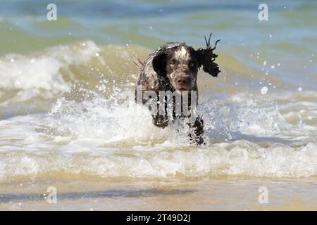 cocker spaniel courant dans les vagues à la plage. royaume-uni Banque D'Images