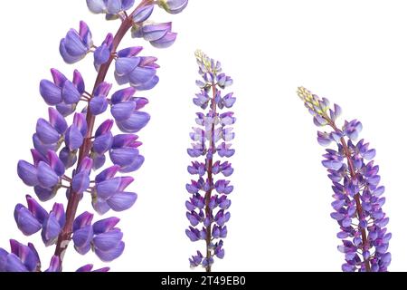 lupin isolé sur fond blanc Banque D'Images