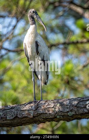 Cigogne (Mycteria americana) perchée sur une branche d'arbre au parc d'État d'Amelia Island sur l'île Amelia dans le nord-est de la Floride. (ÉTATS-UNIS) Banque D'Images