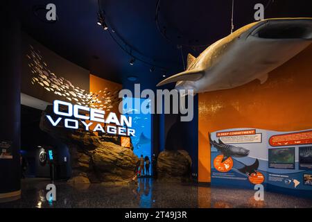 L'exposition Ocean Voyager à l'Aquarium de Géorgie offre une vue rapprochée des requins baleines, des raies manta géantes et une foule de vie marine à Atlanta, Géorgie. Banque D'Images