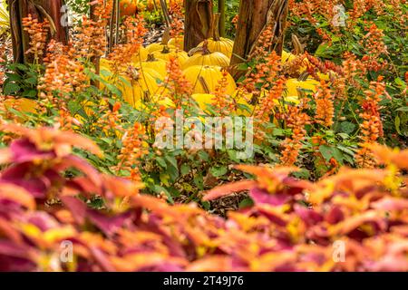 Exposition colorée de jardin d'automne avec des citrouilles jaunes vives au jardin botanique d'Atlanta à Midtown Atlanta, Géorgie. (ÉTATS-UNIS) Banque D'Images