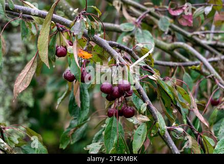 Beaucoup de petites pommes bordeaux sur les branches d'un pommier par une journée ensoleillée en automne Banque D'Images