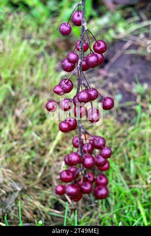 Beaucoup de petites pommes bordeaux sur les branches d'un pommier par une journée ensoleillée en automne Banque D'Images