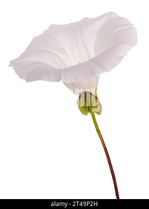 Fleur de bindweed isolée sur fond blanc Banque D'Images