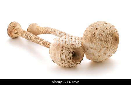 Champignons parasol isolés sur fond blanc Banque D'Images