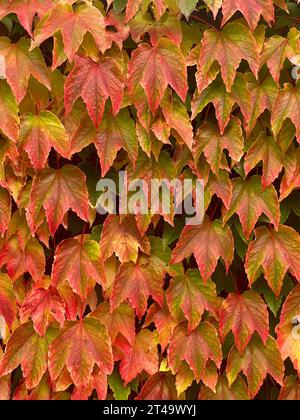 Un superbe affichage de lierre rouge et vert couvrant gracieusement un mur, peignant une tapisserie d'automne vivante. Les feuilles entrelacées capturent l'essence de n Banque D'Images