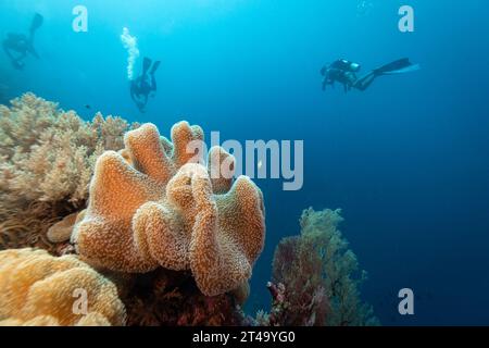 Groupe de plongeurs nageant devant un grand tabouret en cuir corail, Sarcophyton glaucum, affleurant alors qu'ils nagent dans les eaux tropicales bleues Banque D'Images