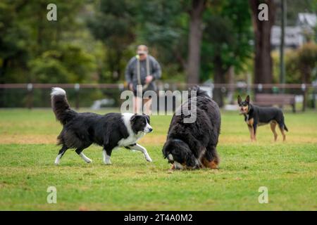 Groupe de chiens, différentes races, jouant dans le parc sur une herbe verte Banque D'Images