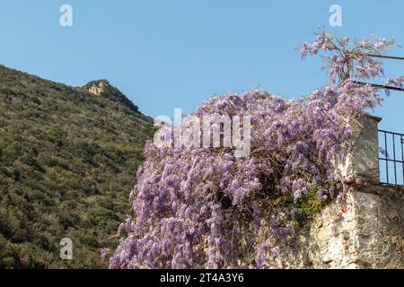 Plante de Wisteria luxuriante en pleine floraison tombant de la terrasse d'une vieille maison en pierre, avec une colline verte en arrière-plan, Ligurie, Italie Banque D'Images