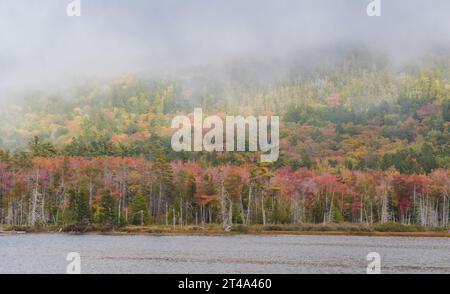 Le feuillage d'automne commence à changer de couleur dans un brouillard sur Upper Hadlock Pond, Acadia National Park, Mount Desert Island, Maine, USA Banque D'Images