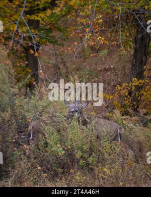 Deux femelles de cerf à queue blanche debout joue à joue entourée de feuillage d'automne, Pennsylvanie, USA Banque D'Images