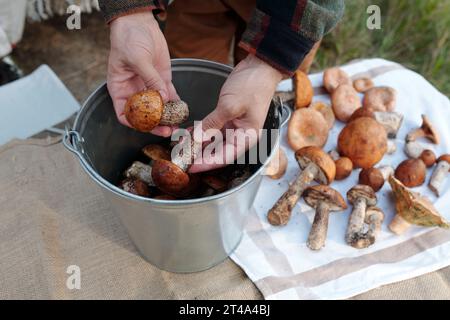 mains de jeunes cueilleurs de champignons mâles méconnaissables triant les porcini sur un seau métallique après les avoir cueillis dans la forêt d'automne Banque D'Images