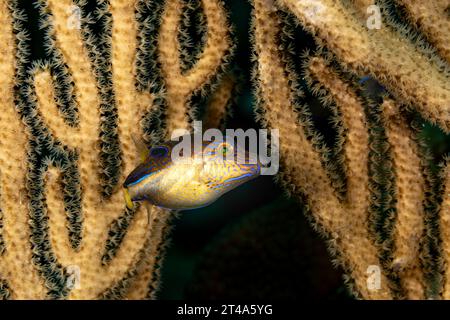 Canthigaster solandri, un poisson-bouffant juvénile à taches bleues, se cache en nageant près du corail mou Banque D'Images