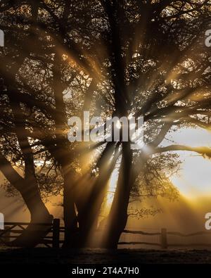 Sunburst à travers les arbres par une matinée glaciale à Somerset, Royaume-Uni Banque D'Images